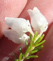 Erica glomiflora glomiflora