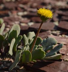 Othonna taraxacoides