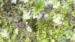 Pinguicula cyclosecta