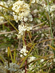 Hakea varia