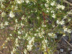 Hakea varia