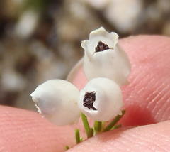 Erica glomiflora glomiflora