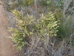 Hakea varia