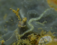 Ophiothela