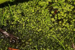 Bryum blandum