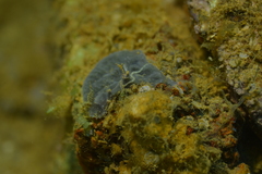 Ophiothela