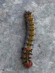 Oedemasia concinna