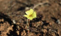 Oxalis flava flava