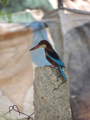 Halcyon smyrnensis