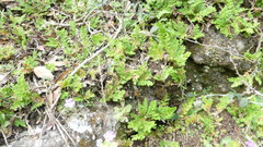 Selaginella pallescens