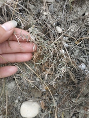 Convolvulus holosericeus