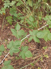 Rubus polonicus
