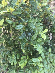 Diospyros impolita