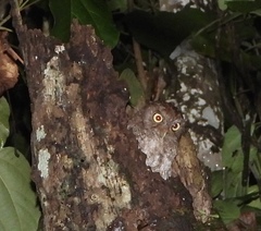 Megascops guatemalae image