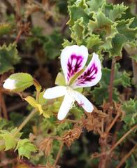 Pelargonium englerianum