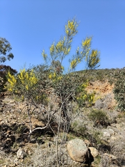 Acacia calamifolia