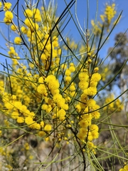Acacia calamifolia