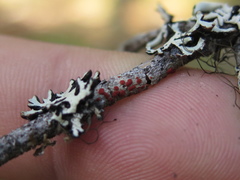 Ramboldia gowardiana