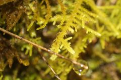 Thuidiopsis sparsa