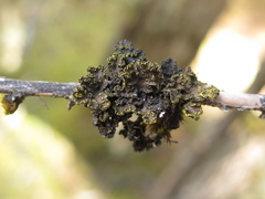 Pseudocyphellaria hawaiiensis