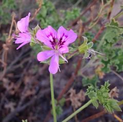 Pelargonium englerianum
