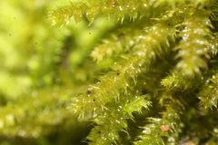 Racopilum cuspidigerum