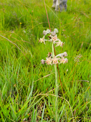 Miraglossum pulchellum