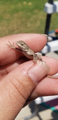 Sceloporus occidentalis