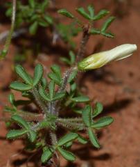 Oxalis campylorrhiza