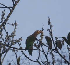 Psilopogon zeylanicus