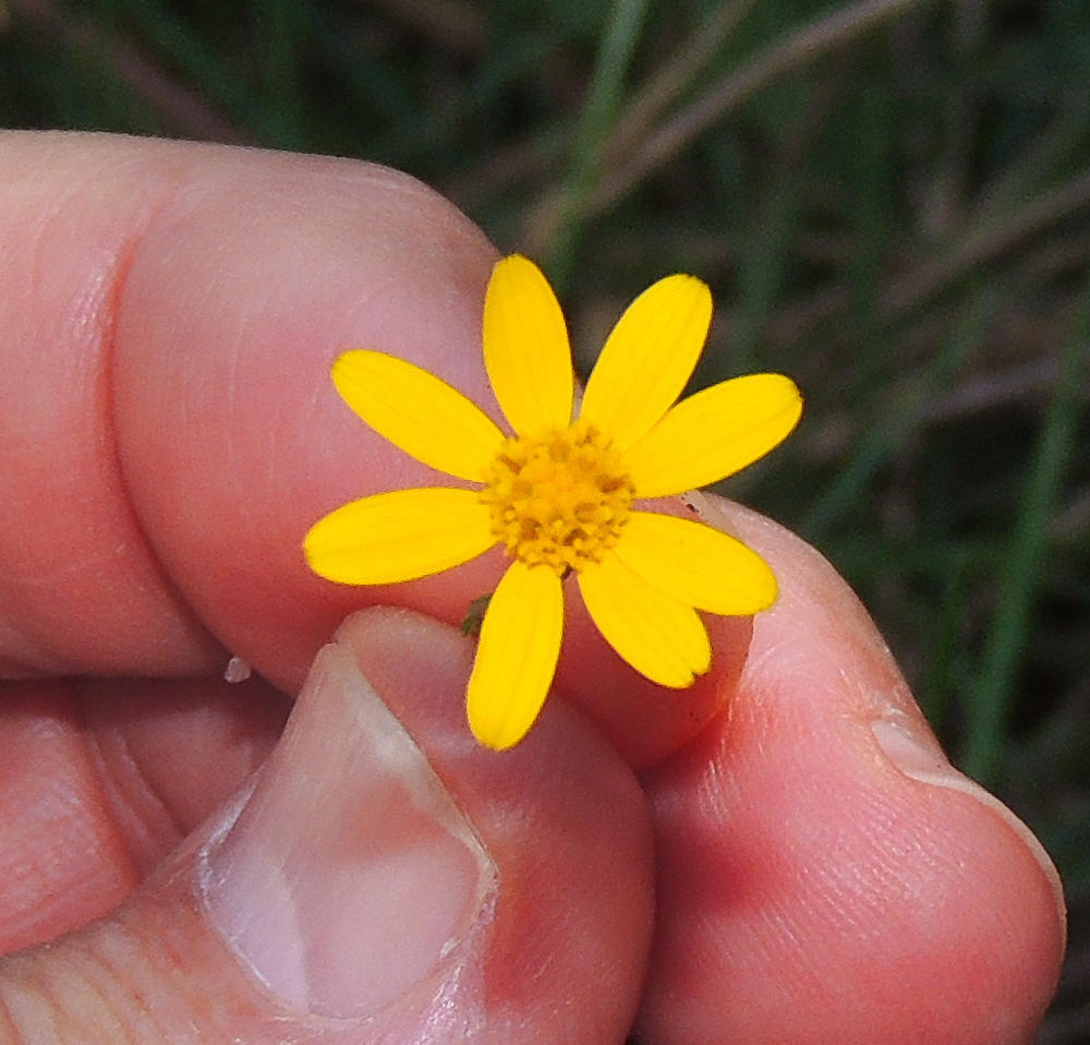 Cineraria dryogeton