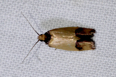 Heteroteucha dichroella