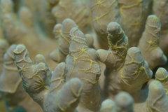 Ophiothela