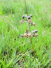 Miraglossum pulchellum