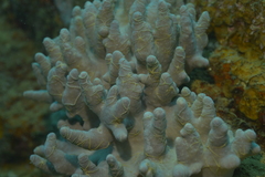 Ophiothela