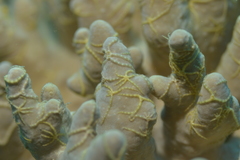 Ophiothela