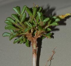 Oxalis campylorrhiza