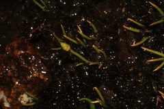 Phylloglossum drummondii