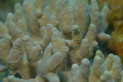 Ophiothela
