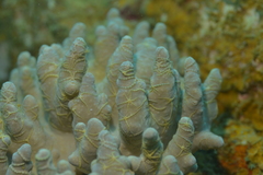 Ophiothela