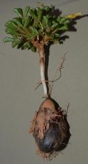 Oxalis campylorrhiza