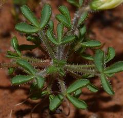 Oxalis campylorrhiza