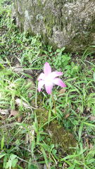 Zephyranthes rosea