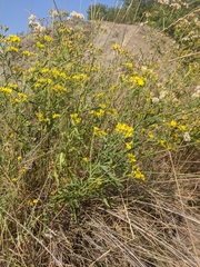 Jacobaea grandidentata