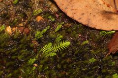 Selaginella gracillima
