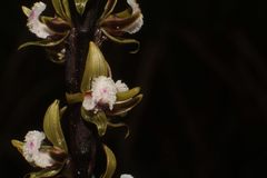 Prasophyllum fimbria
