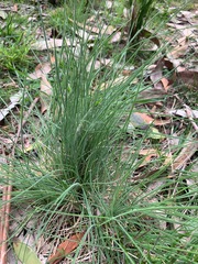 Poa morrisii