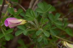 Oxalis campylorrhiza