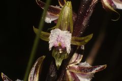 Prasophyllum fimbria