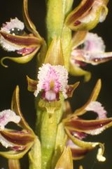 Prasophyllum fimbria